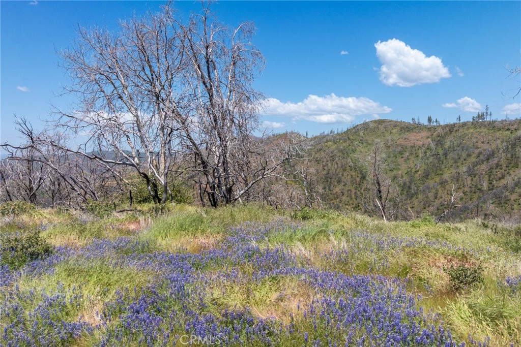 39 Buckingham Mountain Road Mariposa, CA 95338 - Photo 14 of 74 a view of a yard with a tree