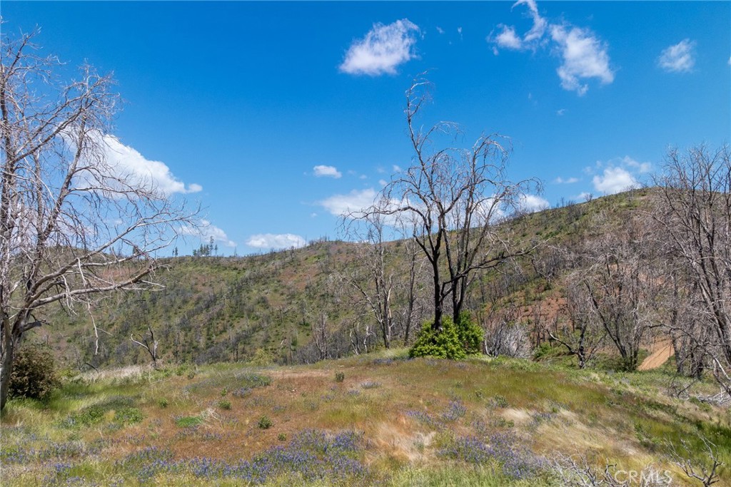 39 Buckingham Mountain Road Mariposa, CA 95338 - Photo 16 of 74 a view of a yard with large trees