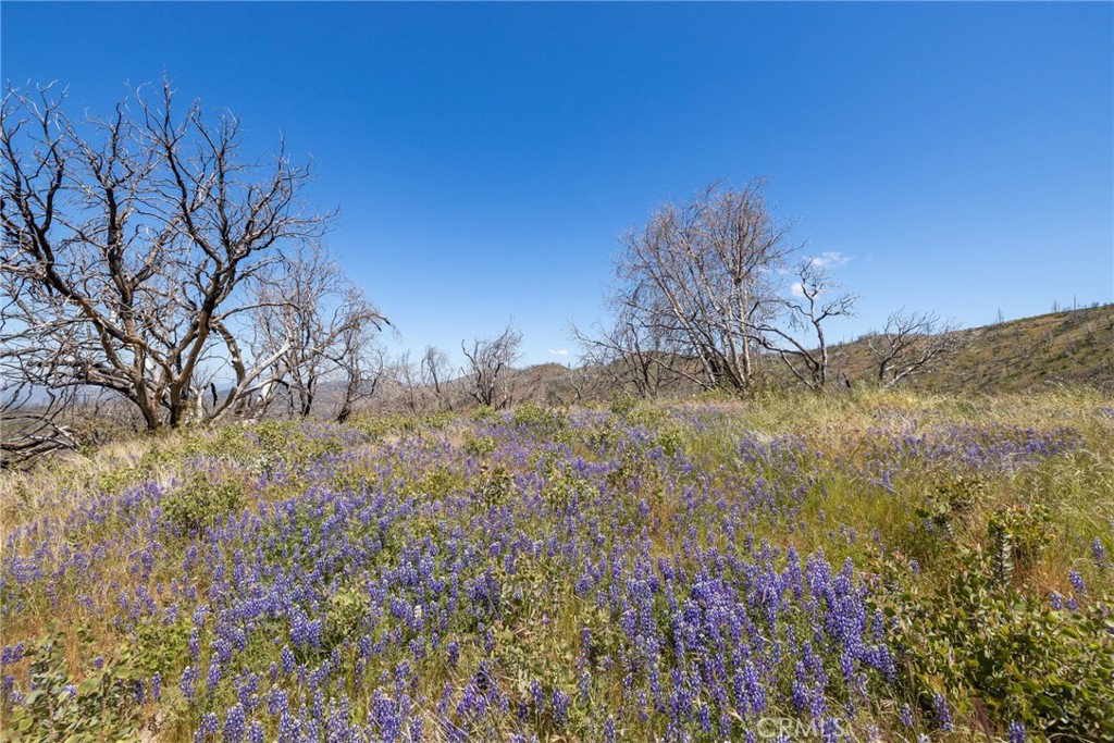 39 Buckingham Mountain Road Mariposa, CA 95338 - Photo 20 of 74 a view of a yard with a tree