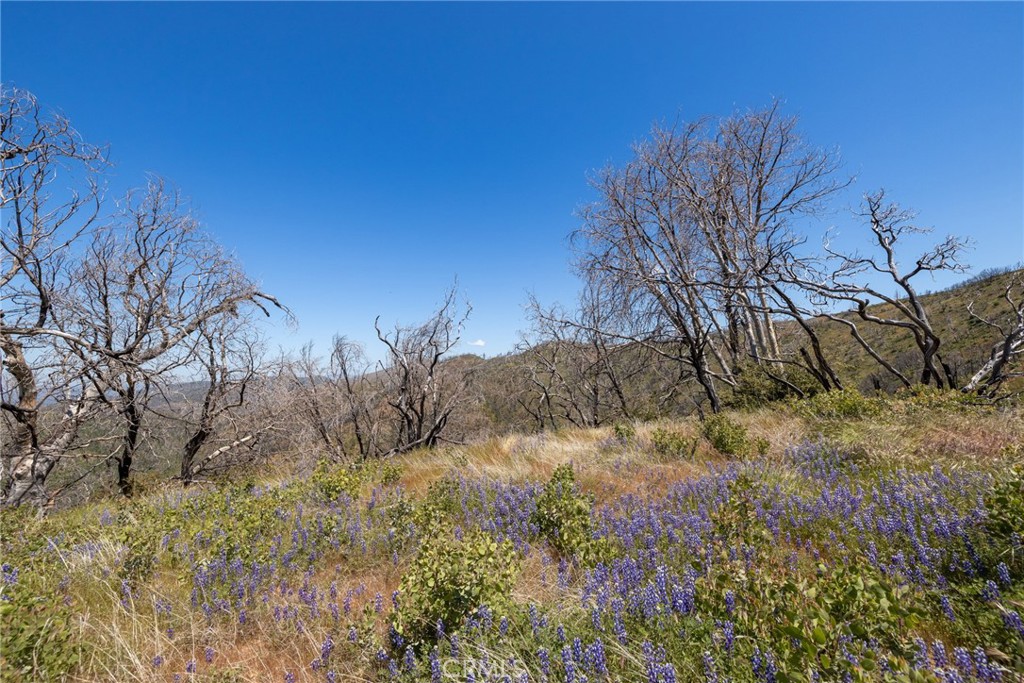 39 Buckingham Mountain Road Mariposa, CA 95338 - Photo 22 of 74 a view of a dry yard