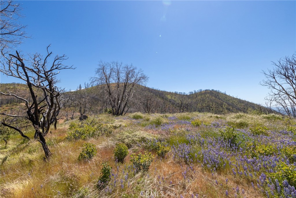 39 Buckingham Mountain Road Mariposa, CA 95338 - Photo 23 of 74 a view of mountain and tree