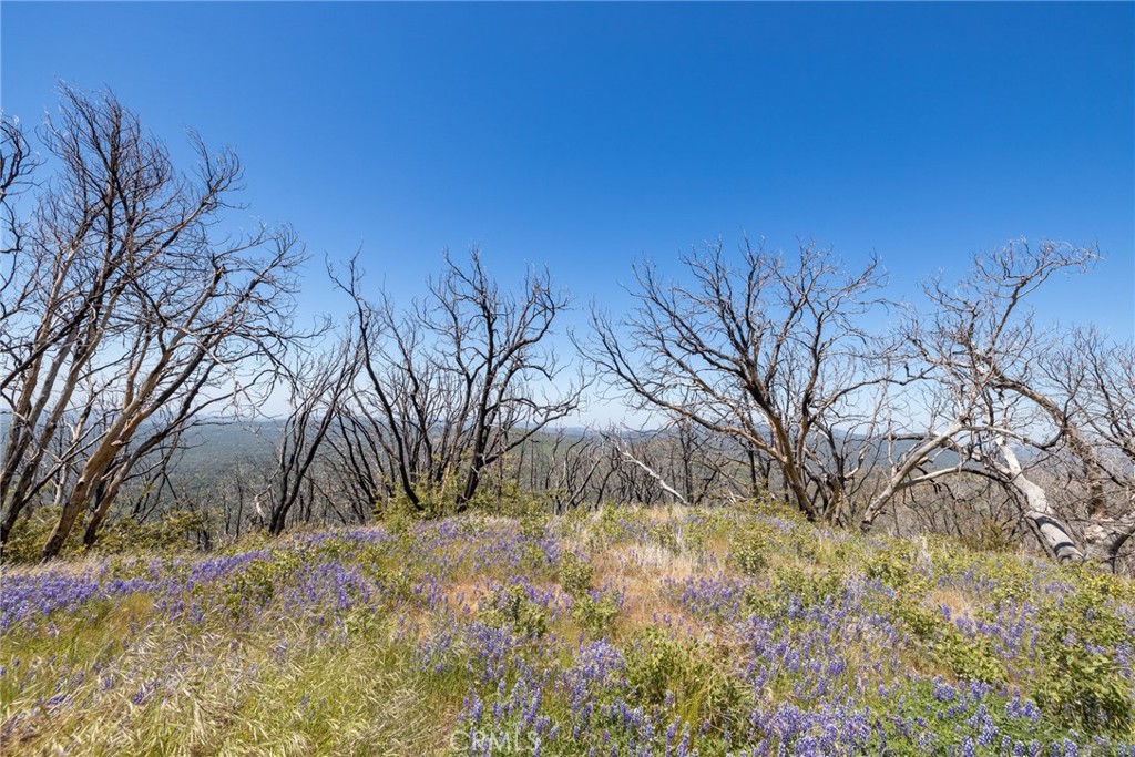 39 Buckingham Mountain Road Mariposa, CA 95338 - Photo 26 of 74 a view of a yard with a tree
