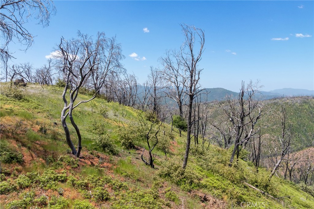 39 Buckingham Mountain Road Mariposa, CA 95338 - Photo 37 of 74 a view of a yard with plants and trees