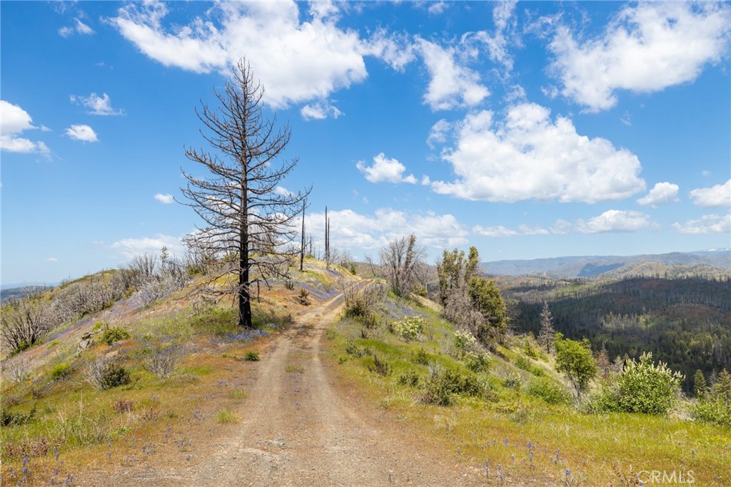39 Buckingham Mountain Road Mariposa, CA 95338 - Photo 38 of 74 a view of a yard with a tree