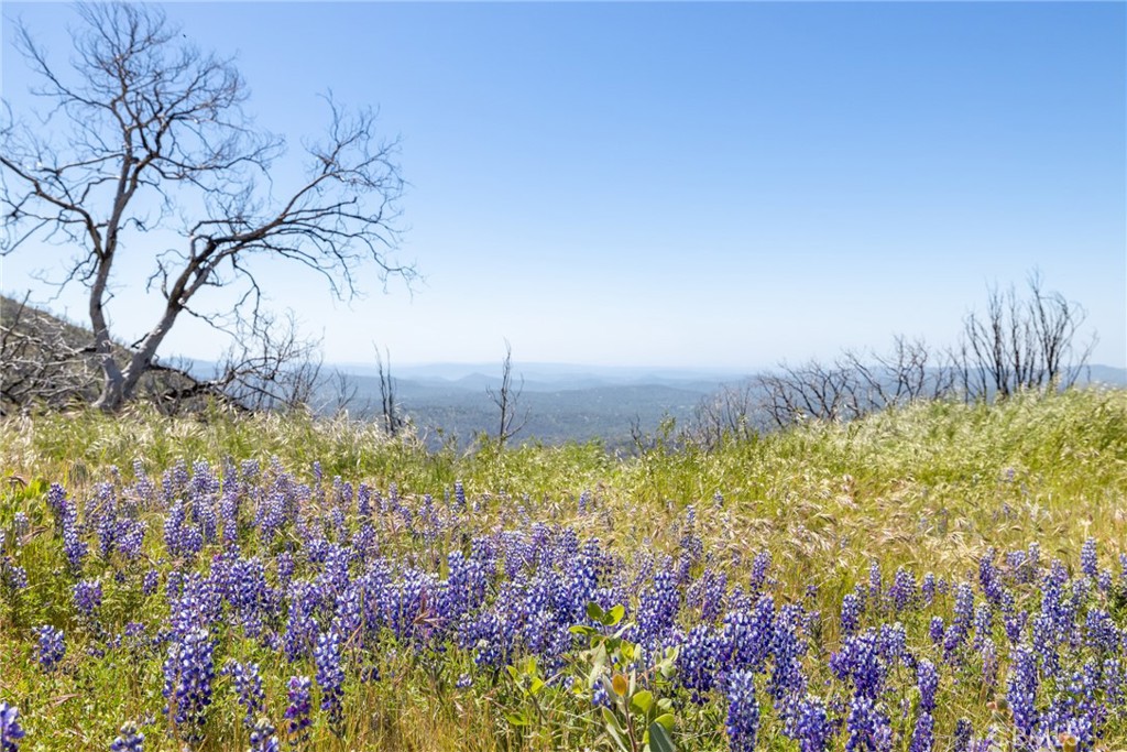 39 Buckingham Mountain Road Mariposa, CA 95338 - Photo 4 of 74