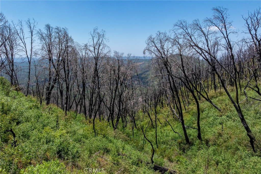 39 Buckingham Mountain Road Mariposa, CA 95338 - Photo 42 of 74 a view of a yard