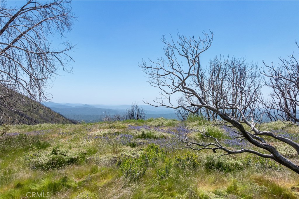 39 Buckingham Mountain Road Mariposa, CA 95338 - Photo 5 of 74 a backyard of a house with lots of green space