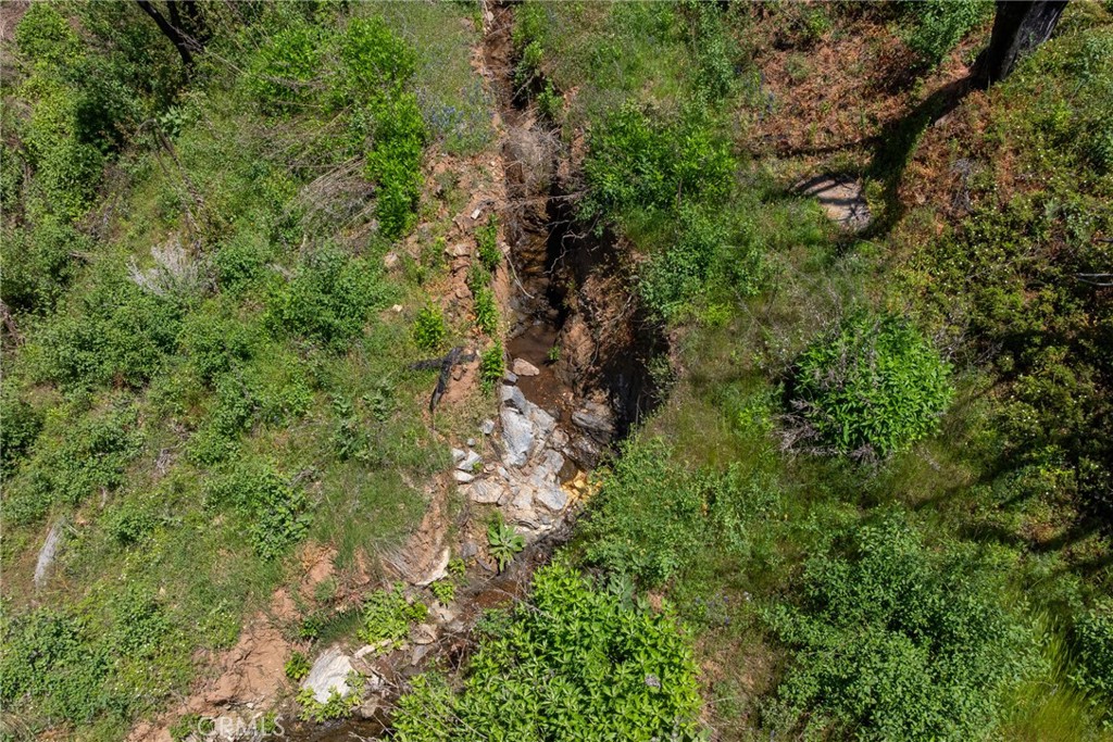 39 Buckingham Mountain Road Mariposa, CA 95338 - Photo 6 of 74 a view of a forest with a tree