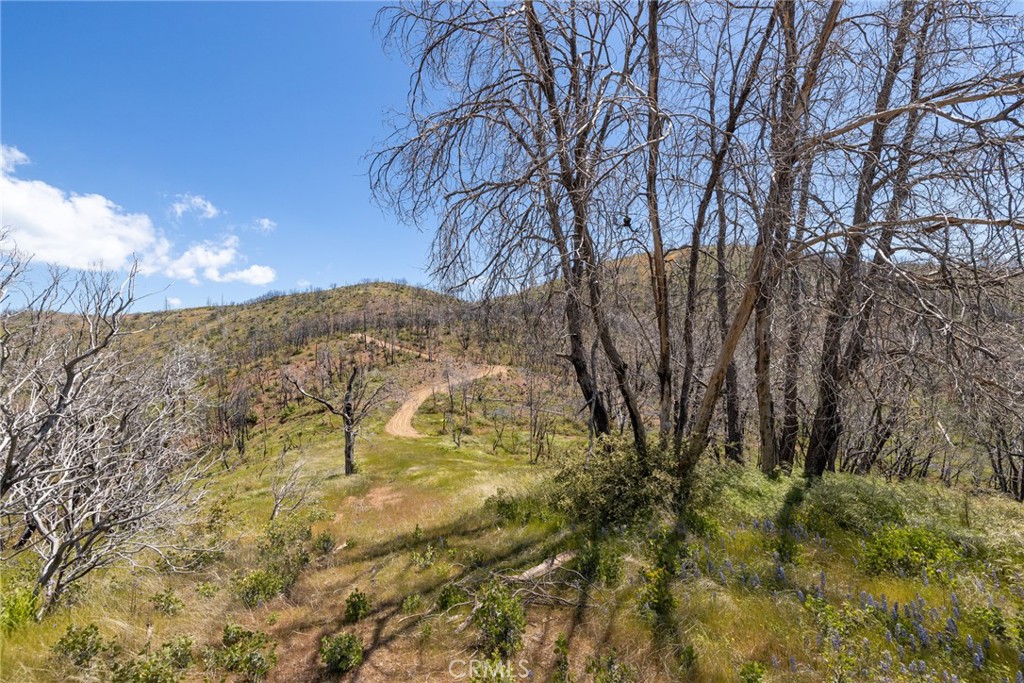 39 Buckingham Mountain Road Mariposa, CA 95338 - Photo 62 of 74 a view of a yard with large trees
