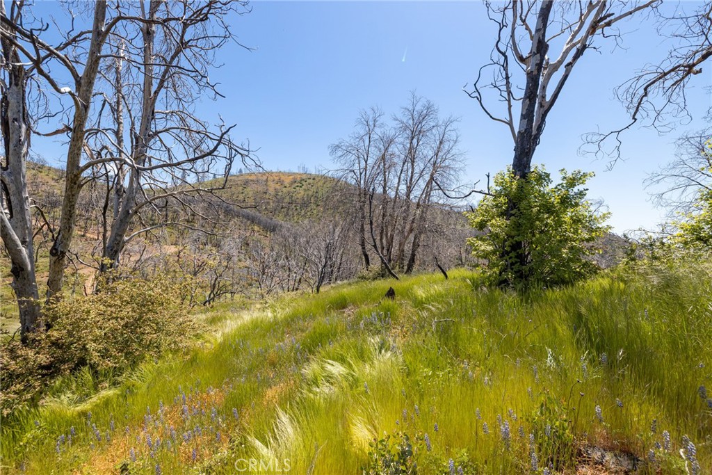 39 Buckingham Mountain Road Mariposa, CA 95338 - Photo 64 of 74 a view of yard with large tree