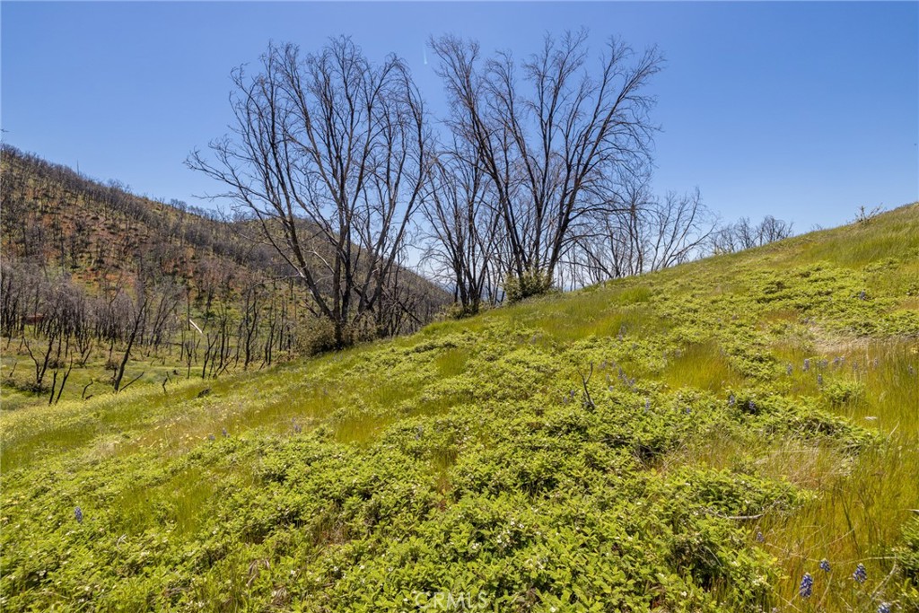 39 Buckingham Mountain Road Mariposa, CA 95338 - Photo 65 of 74 a view of a yard with a tree