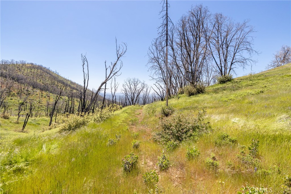 39 Buckingham Mountain Road Mariposa, CA 95338 - Photo 66 of 74 a view of yard with large tree