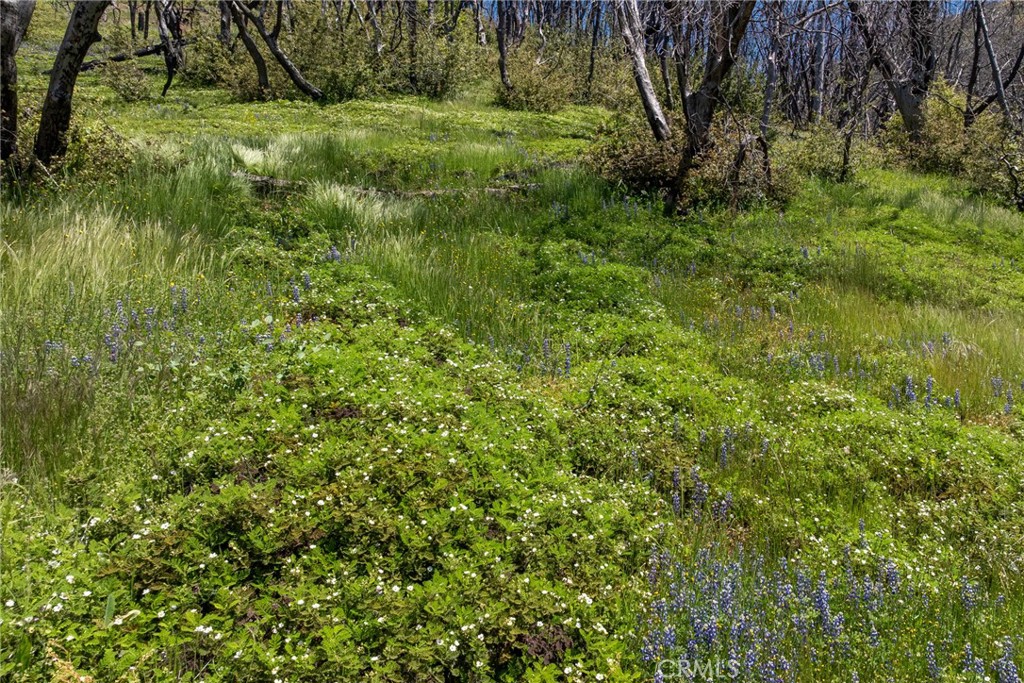 39 Buckingham Mountain Road Mariposa, CA 95338 - Photo 8 of 74 a view of a lush green space