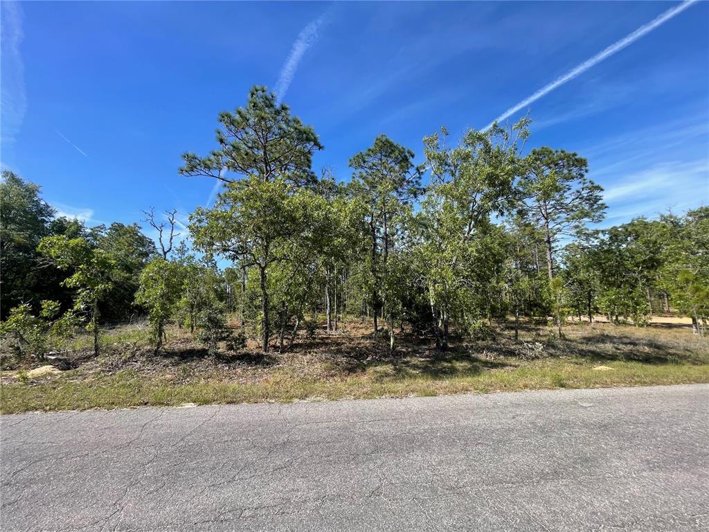 Northeast 7th Place Williston, FL 32696 - Photo 5 of 6 a view of a yard with a tree