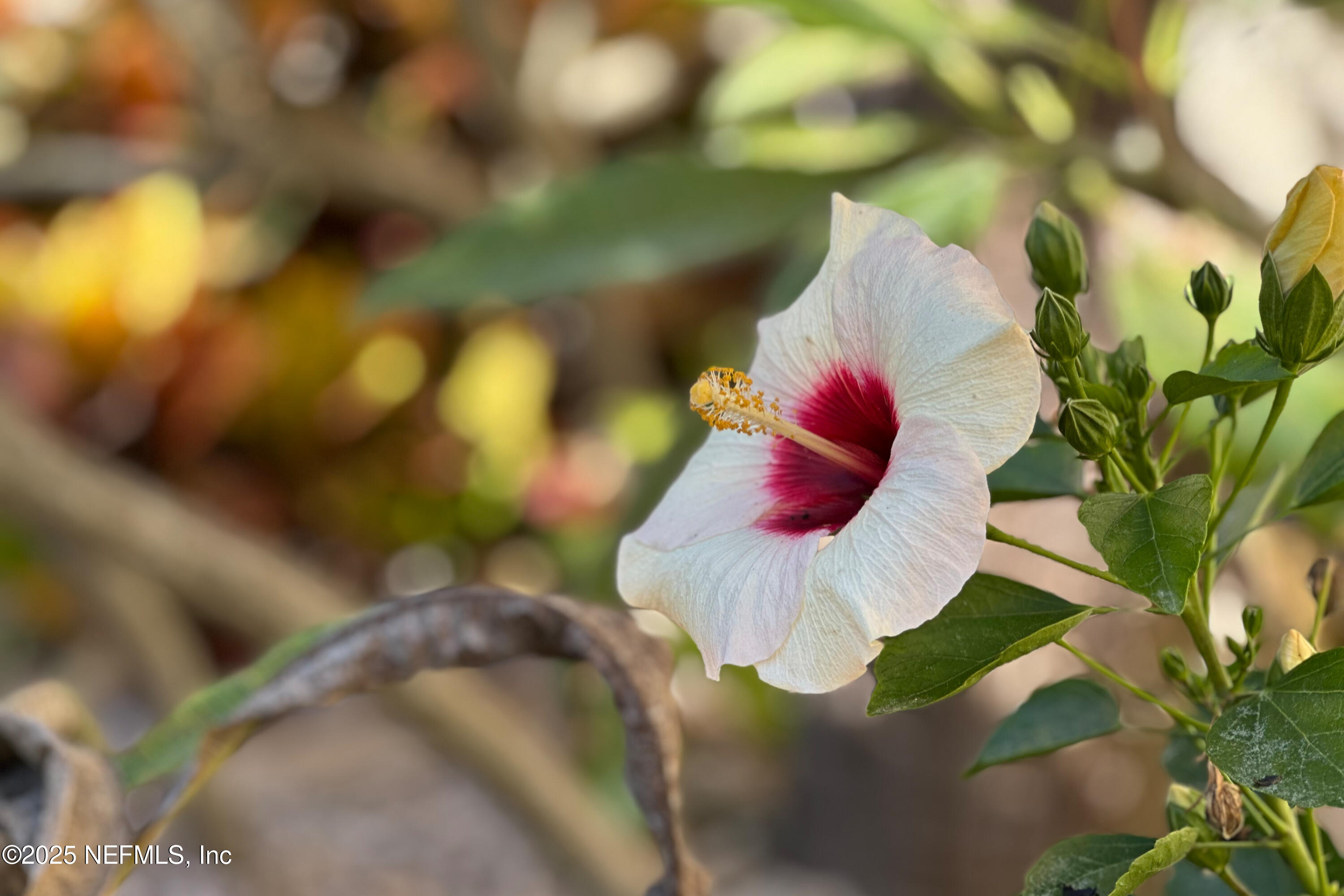 358 Monika Place St. Augustine, FL 32080 - Photo 29 of 41 a view of a flower in a tree