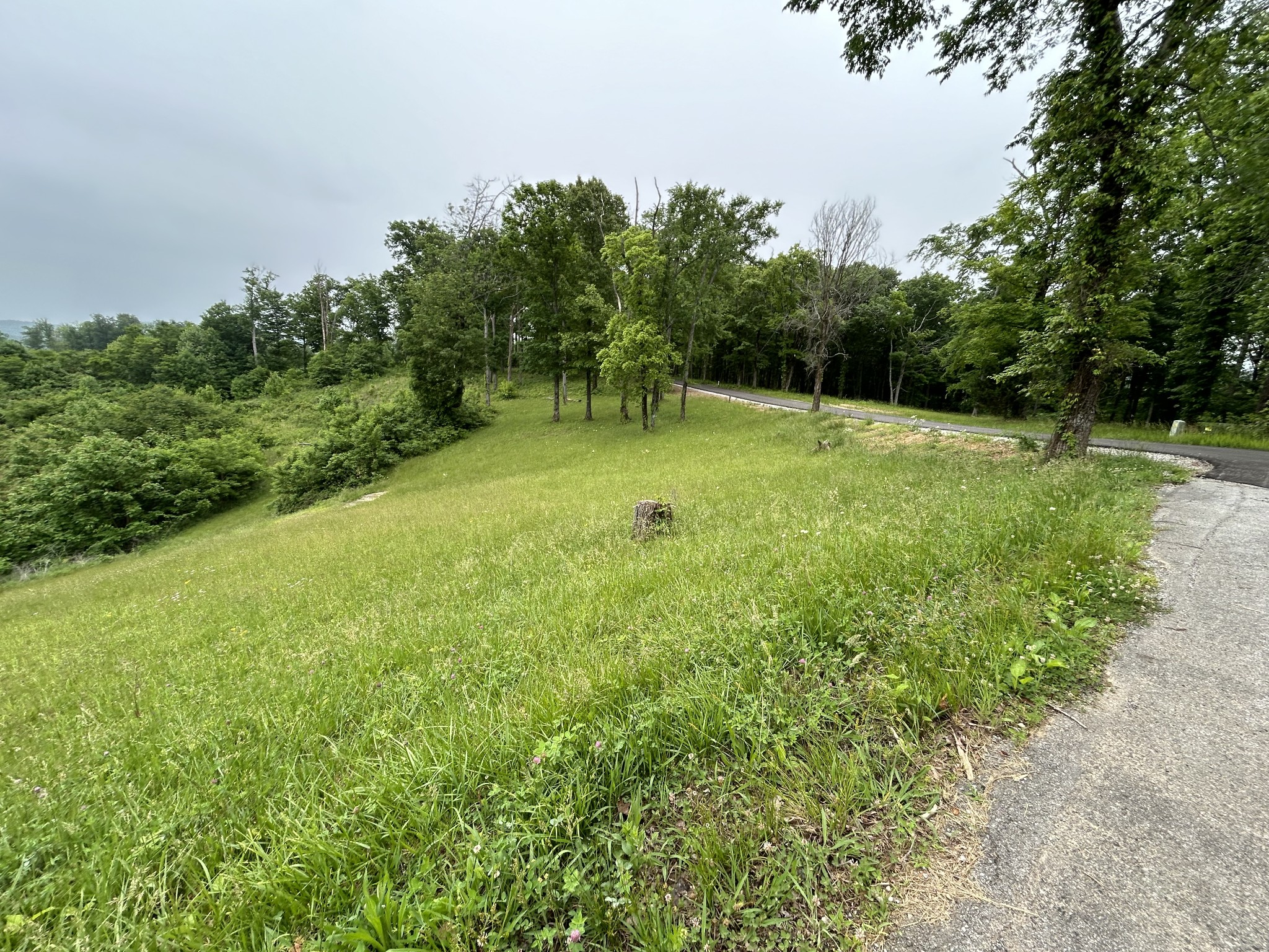 31 East Rock Fish Road Celina, TN 38551 - Photo 11 of 11 a view of a garden with a tree