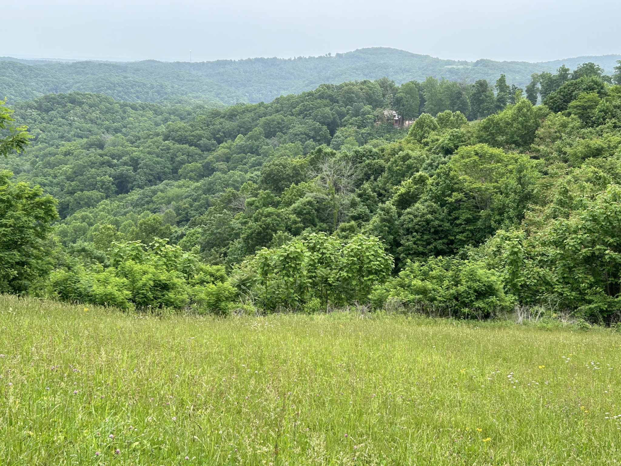 31 East Rock Fish Road Celina, TN 38551 - Photo 8 of 11 a view of a lush green forest with trees and some houses