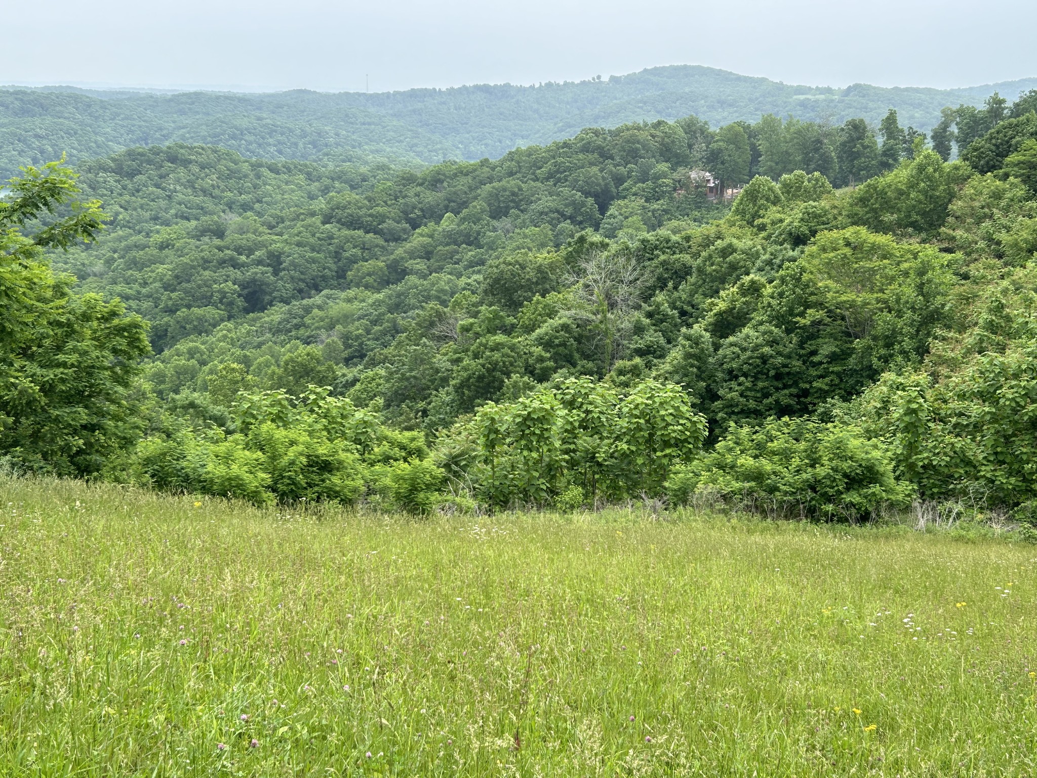 31 East Rock Fish Road Celina, TN 38551 - Photo 9 of 11 a view of a lush green forest with trees and some houses