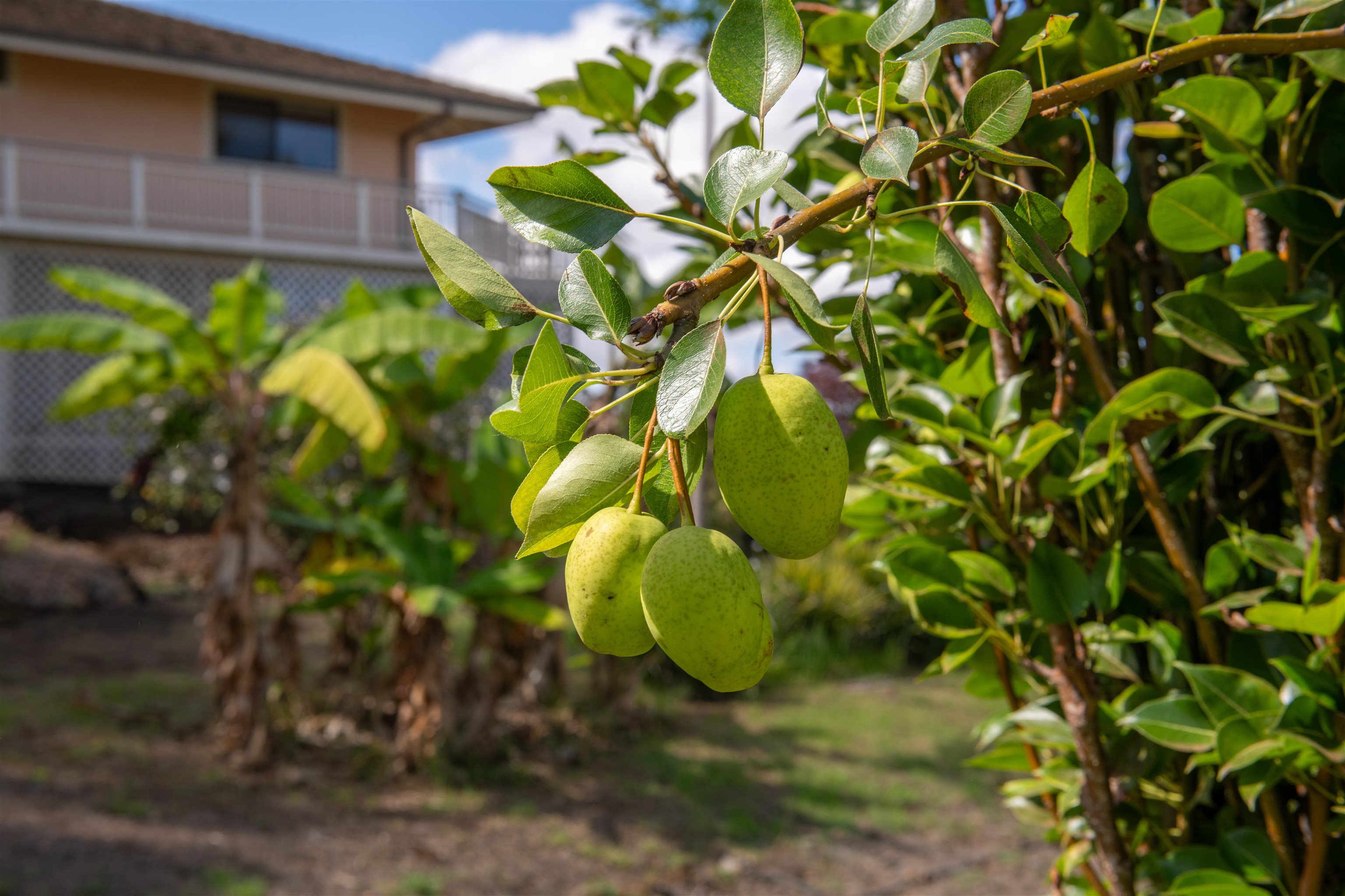 358 Holopuni Road Kula, HI 96790 - Photo 26 of 49 a backyard of a house with lots of green space