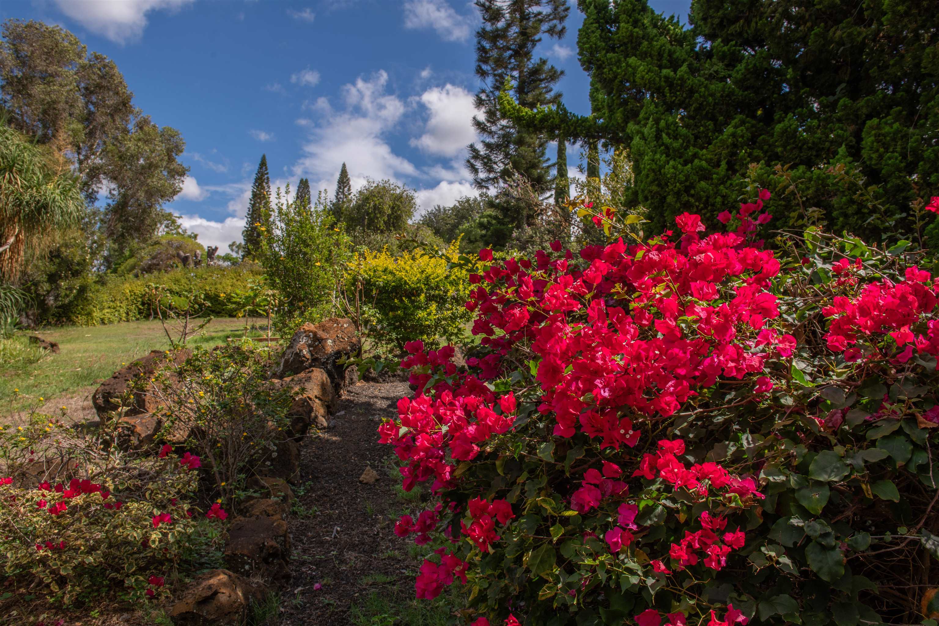 358 Holopuni Road Kula, HI 96790 - Photo 27 of 49 a picture of flowers