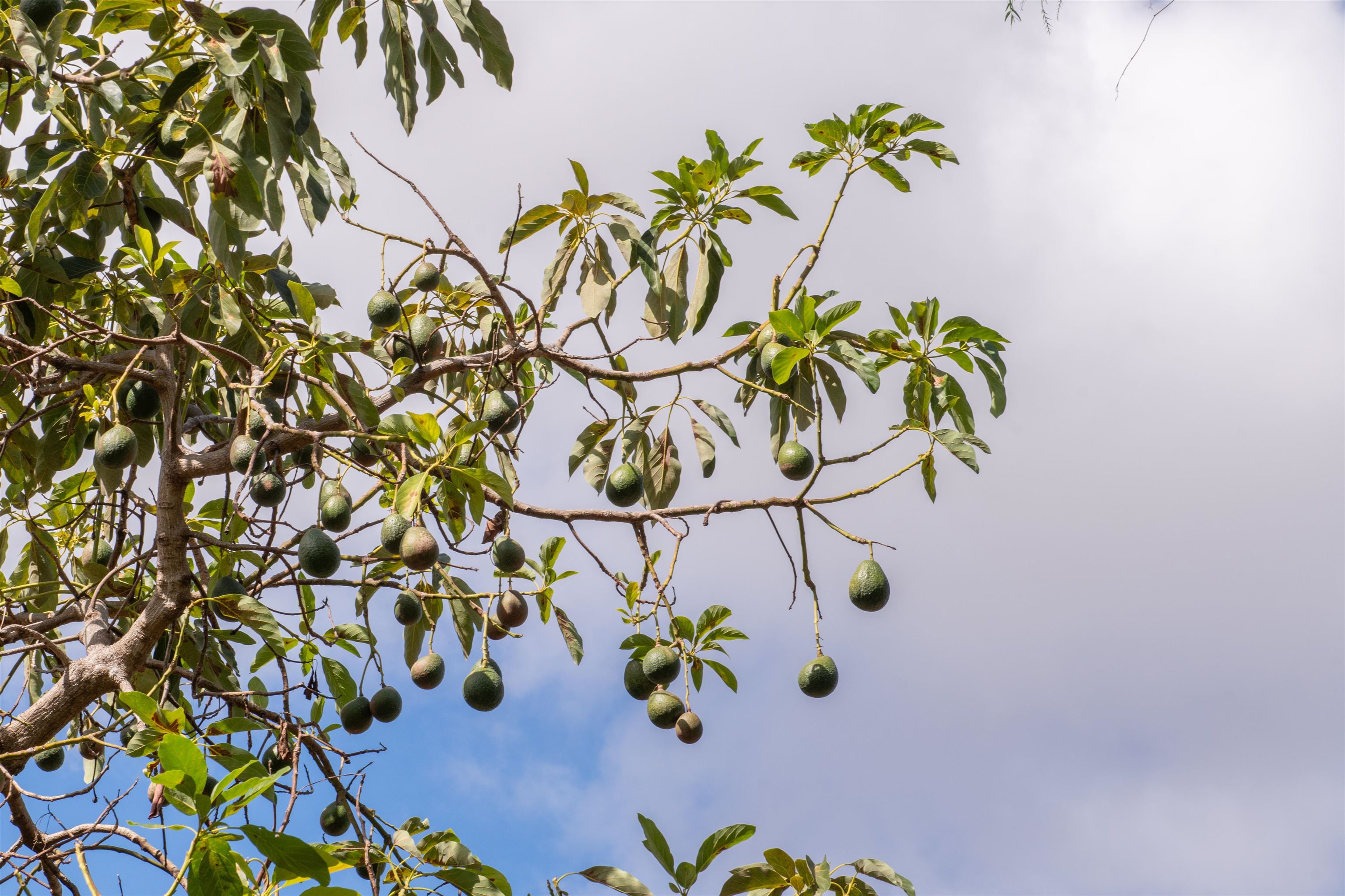 358 Holopuni Road Kula, HI 96790 - Photo 28 of 49 a vase of flowers
