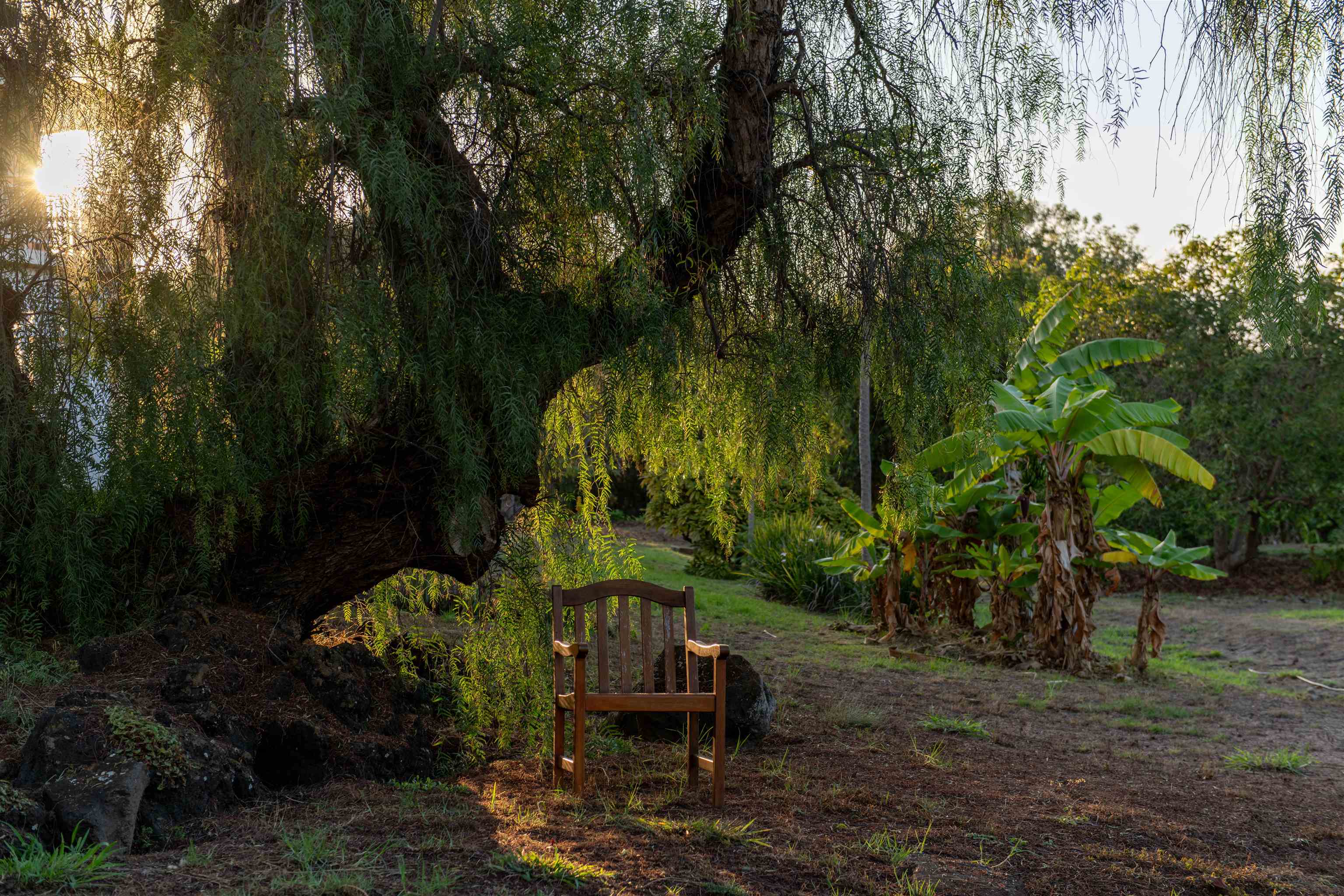 358 Holopuni Road Kula, HI 96790 - Photo 44 of 49 a view of a backyard with plants and a garden