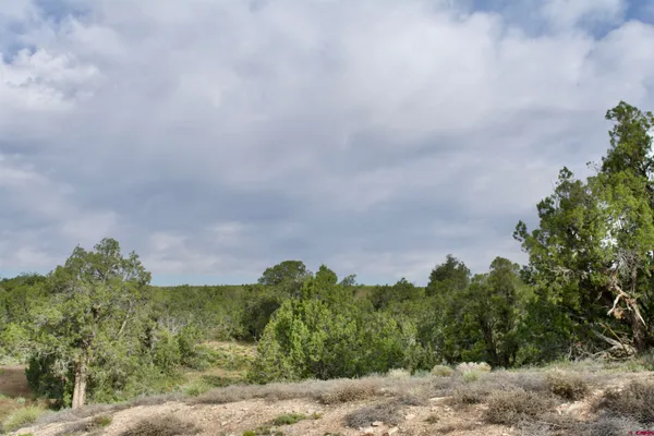 a view of a big yard with lots of trees
