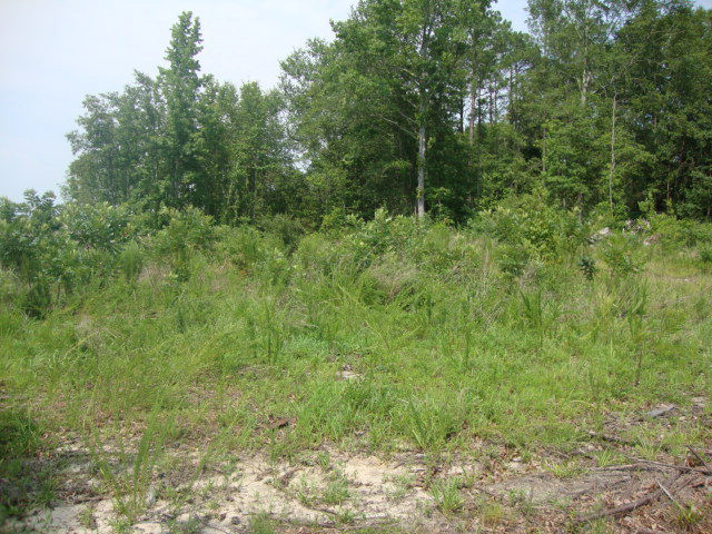 0 Shakemia Road Dalzell, SC 29040 - Photo 1 of 1