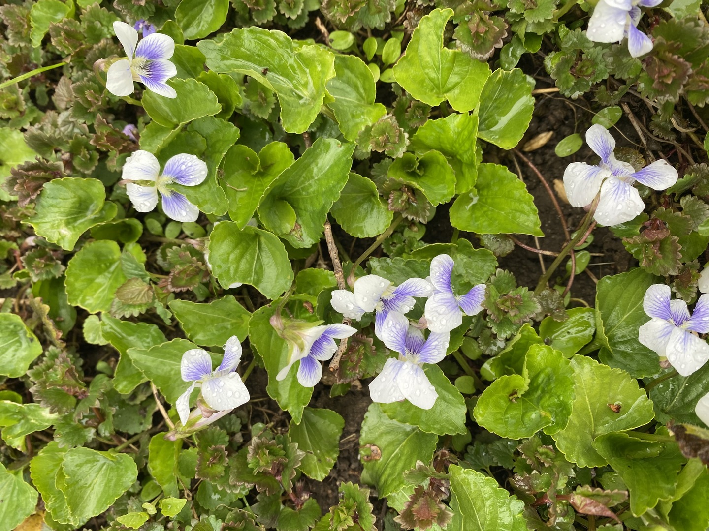 329 Douglas Road Batavia, IL 60510 - Photo 20 of 23 a bunch of flowers