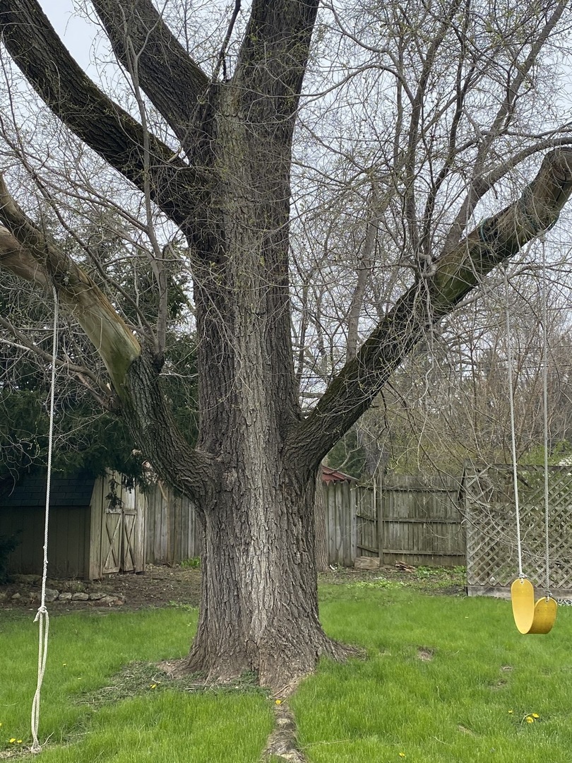 329 Douglas Road Batavia, IL 60510 - Photo 21 of 23 a backyard of a house with plants and large tree