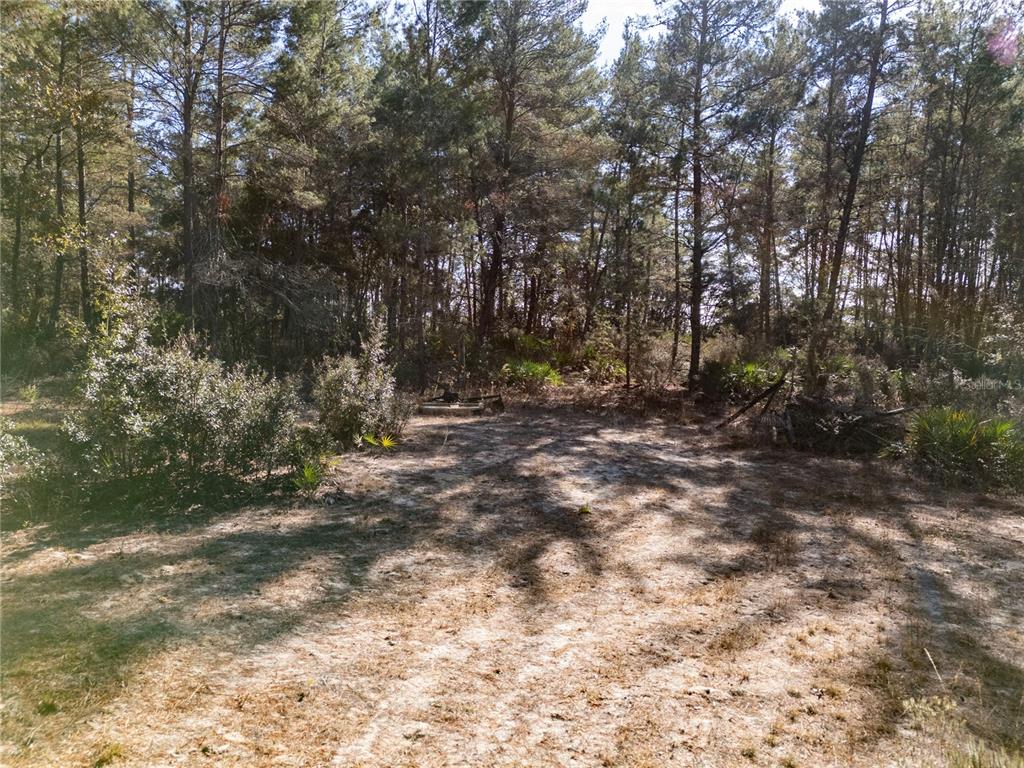 18129 Southwest 200th Street Archer, FL 32618 - Photo 16 of 24 a view of outdoor space with trees