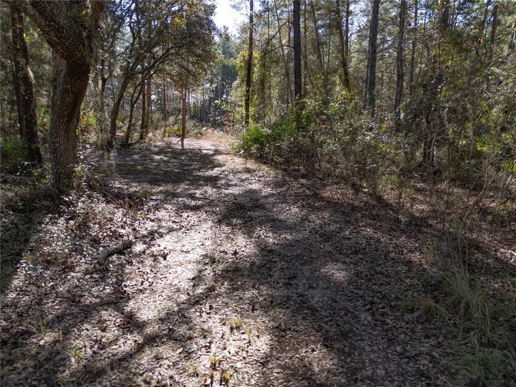 18129 Southwest 200th Street Archer, FL 32618 - Photo 17 of 24 a view of a forest with trees in the background
