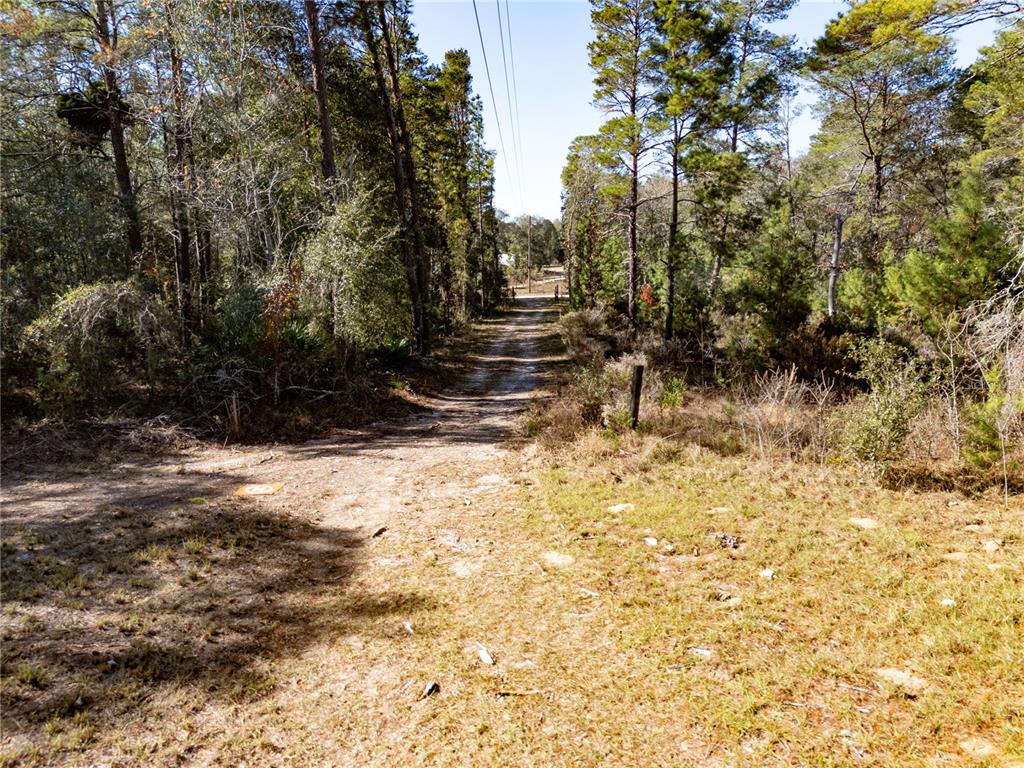 18129 Southwest 200th Street Archer, FL 32618 - Photo 20 of 24 a view of outdoor space with trees