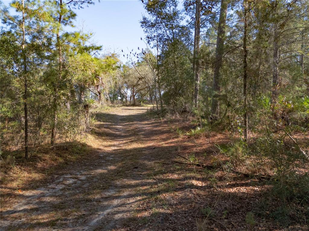 18129 Southwest 200th Street Archer, FL 32618 - Photo 7 of 24 a view of yard with trees