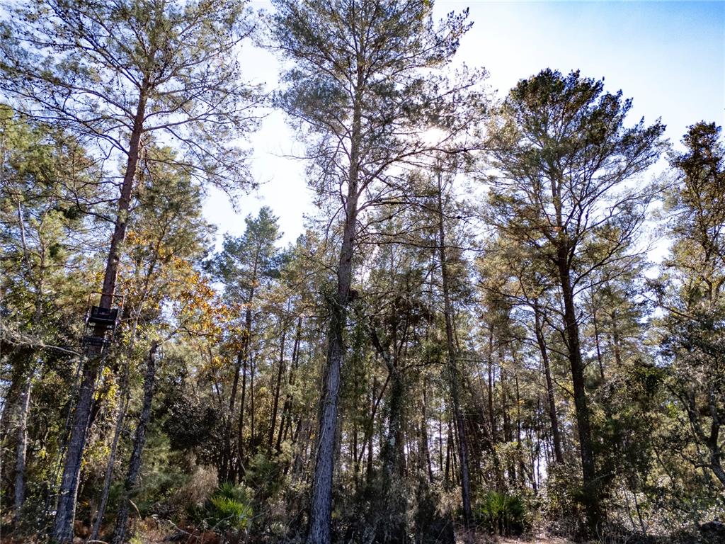 18129 Southwest 200th Street Archer, FL 32618 - Photo 9 of 24