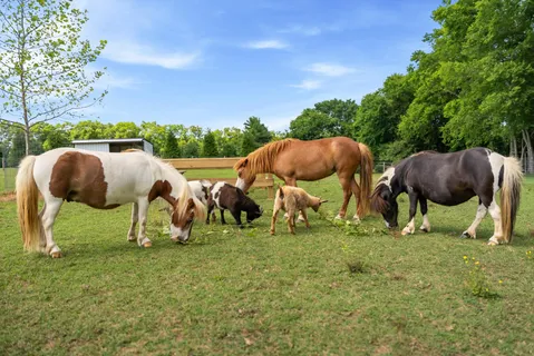 $4,350,000 | 2620 Goose Creek Bypass, Franklin, TN 37064