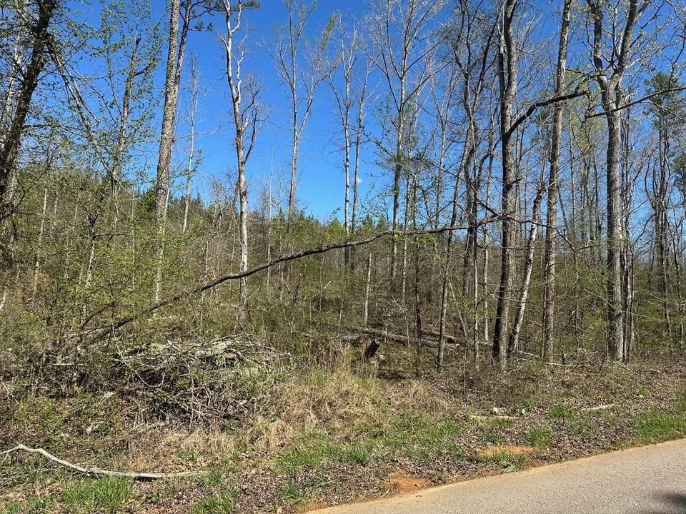 3 Bruton Branch Road Savannah, TN 38372 - Photo 6 of 10 View of tree filled area