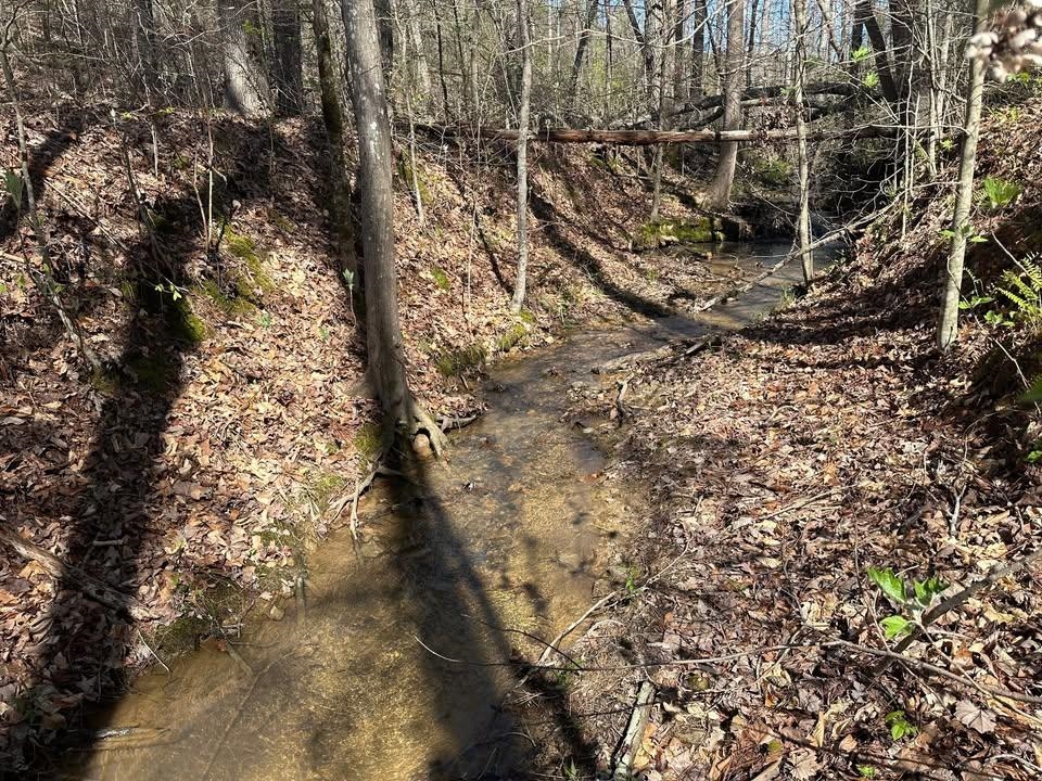3 Bruton Branch Road Savannah, TN 38372 - Photo 8 of 10 View of nature
