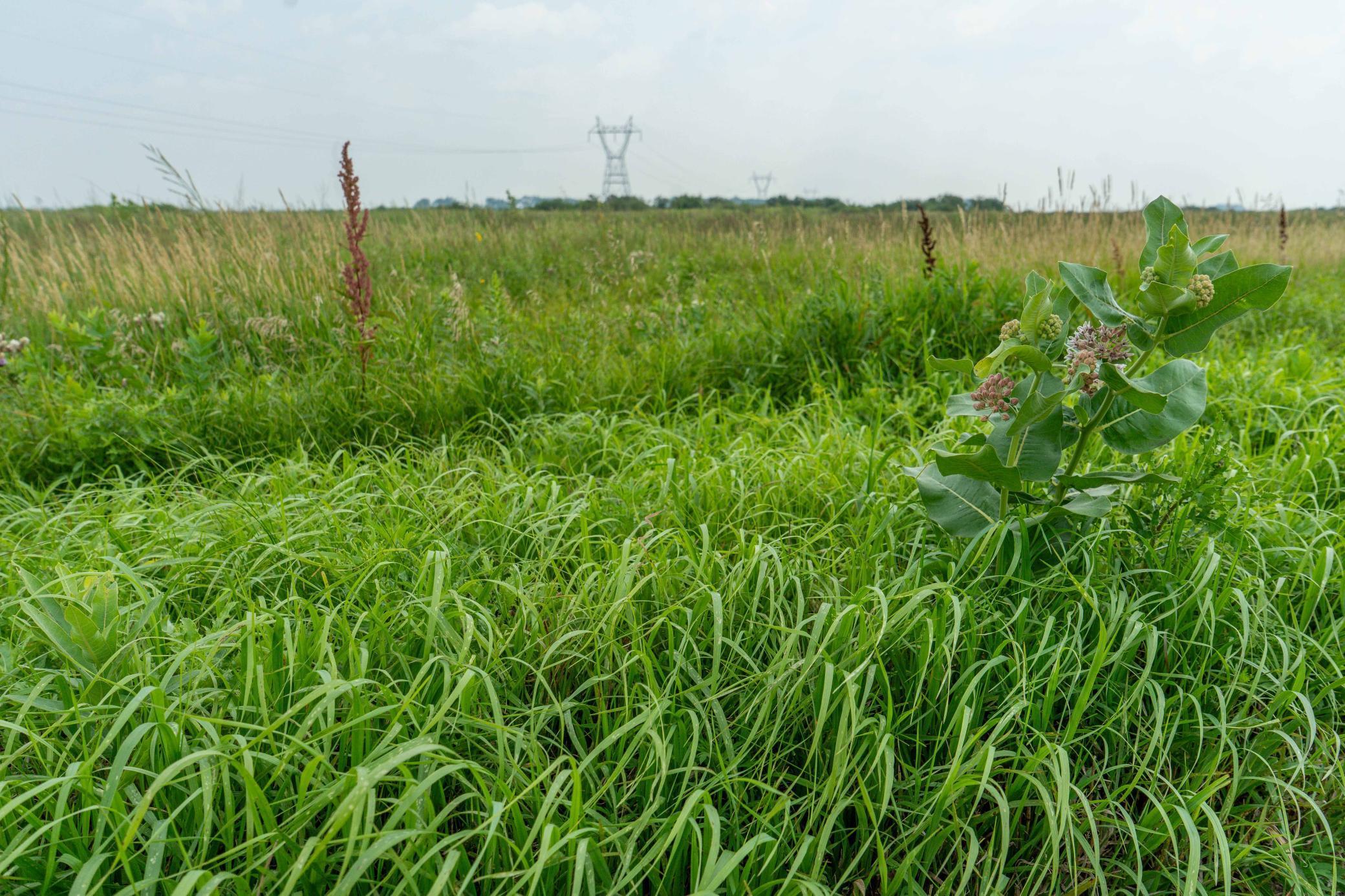 Tbd 250th Street Rothsay, MN 56579 - Photo 6 of 21