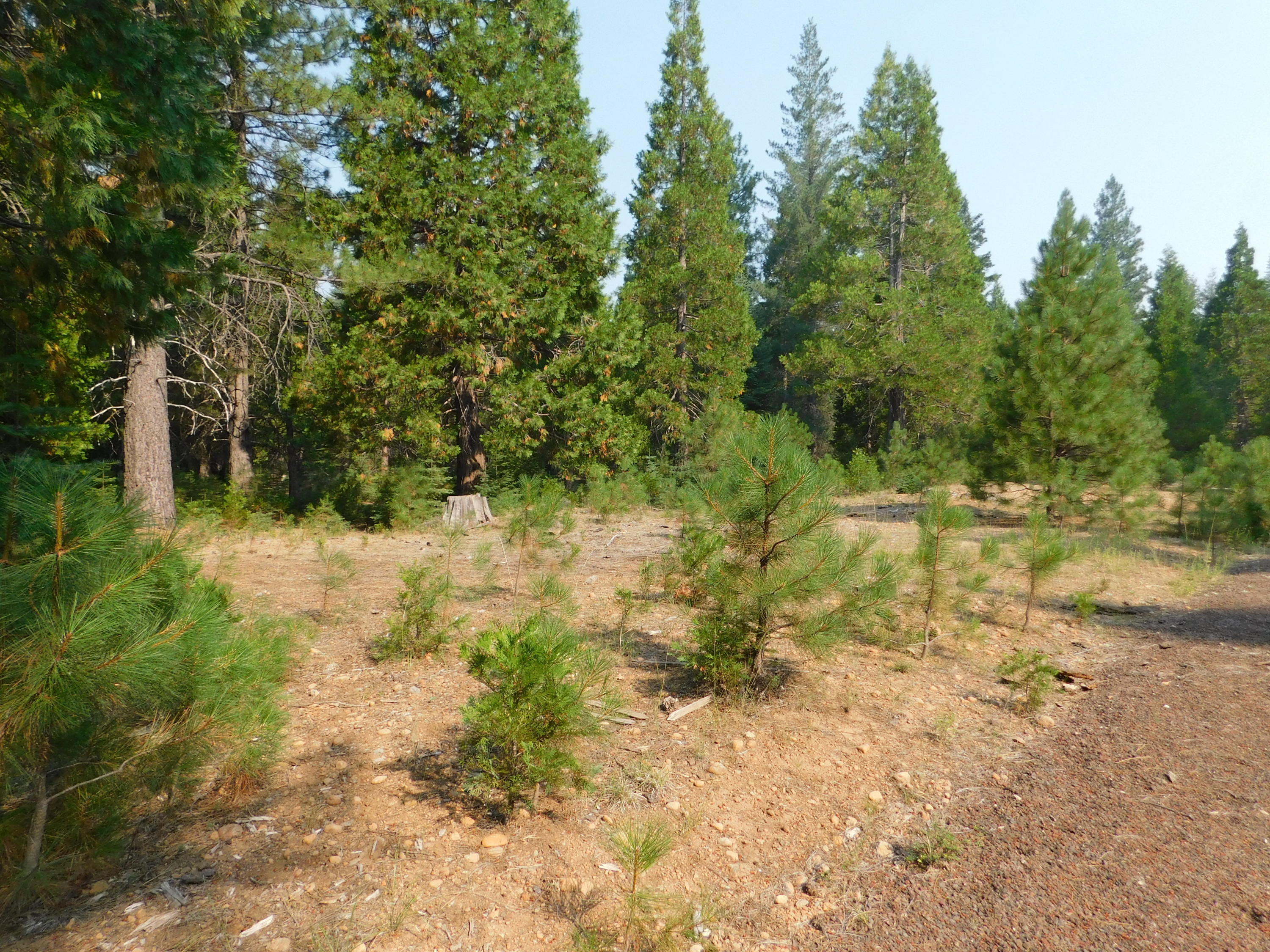 Lot # 2 Antone Road Shingletown, CA 96088 - Photo 8 of 10 DSCN0492