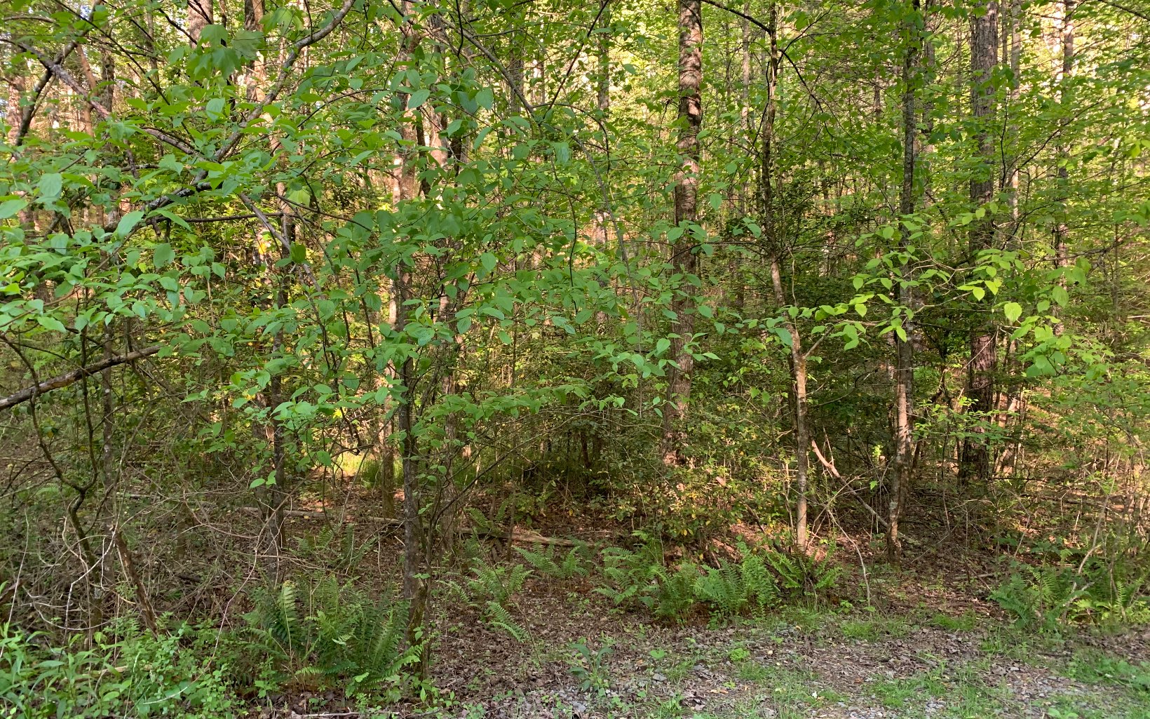 Lot # Hunter Vly Road Murphy, NC 28906 - Photo 13 of 14 Additional View