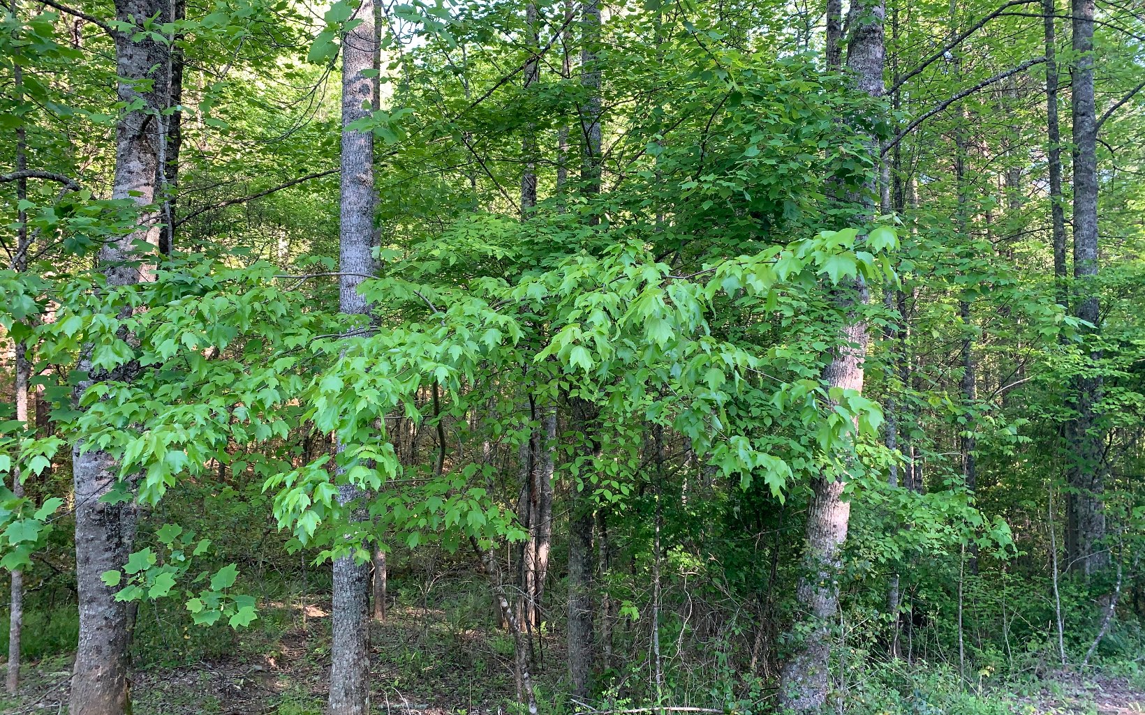 Lot # Hunter Vly Road Murphy, NC 28906 - Photo 4 of 14 Additional View