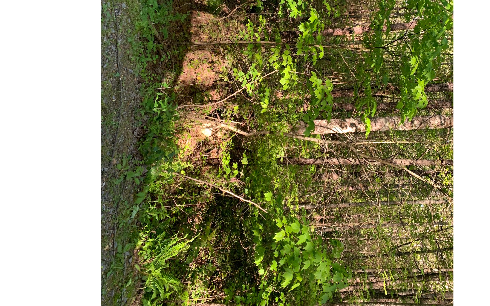 Lot # Hunter Vly Road Murphy, NC 28906 - Photo 8 of 14 Additional View