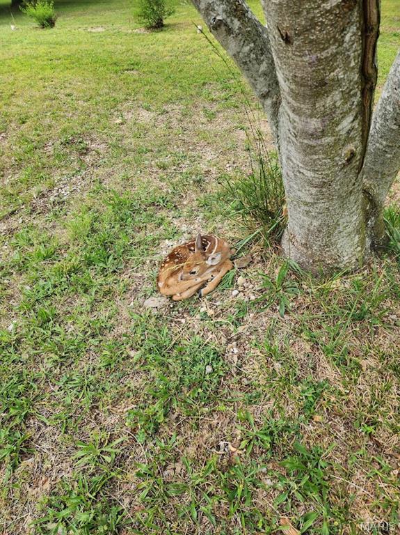 2066 State Rd Jj Stoutland, MO 65567 - Photo 4 of 10