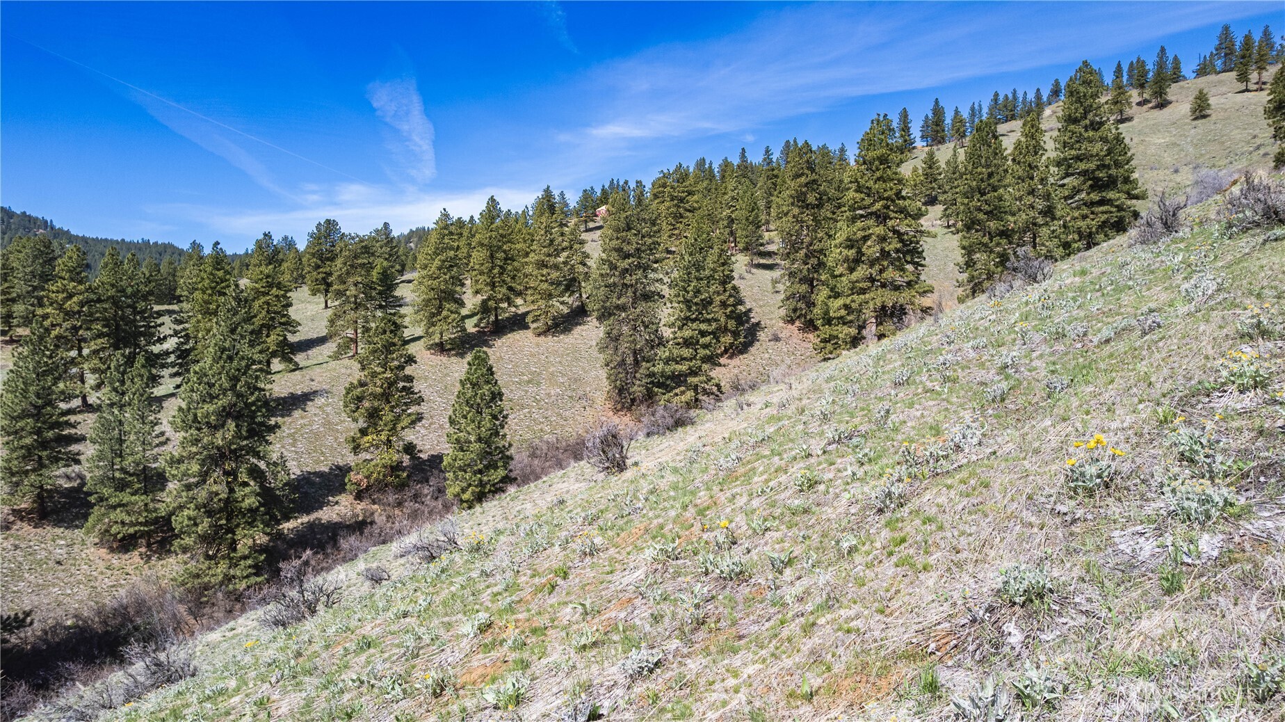 9640 Nahahum Canyon Road Cashmere, WA 98815 - Photo 20 of 25 a view of a field with trees in the background