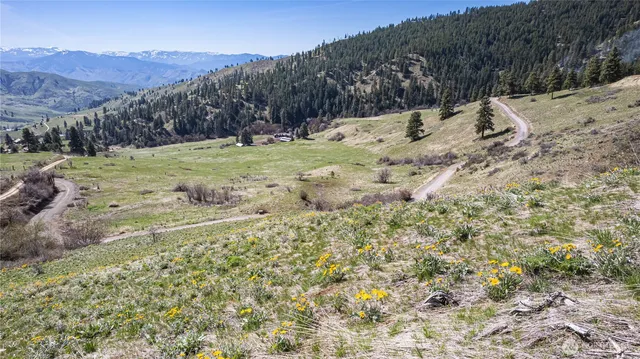 a view of a yard with a large tree