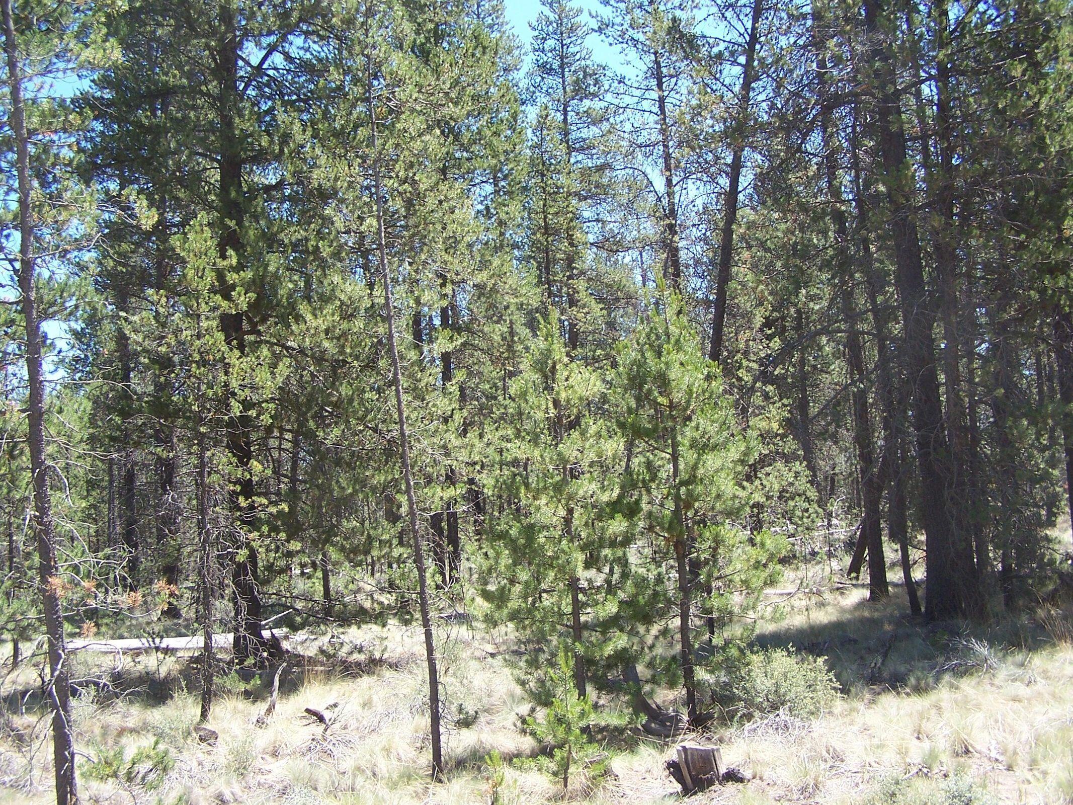 Skidgel Road La Pine, OR 97739 - Photo 7 of 7 20210708190336352842000000-o