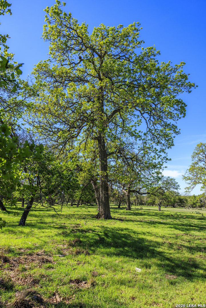 283 Dally Road Comfort, TX 78013 - Photo 7 of 12 a big yard with lots of green space