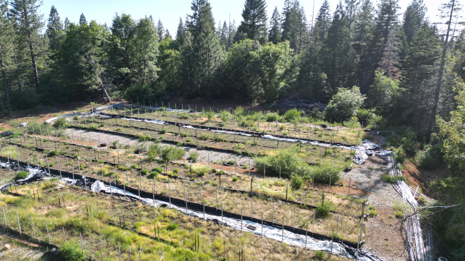 22281 Back Bone Road Nevada City, CA 95959 - Photo 11 of 26 a view of outdoor space with trees