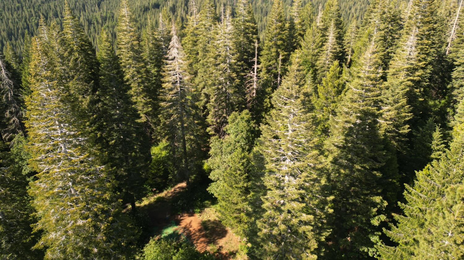 22281 Back Bone Road Nevada City, CA 95959 - Photo 14 of 26